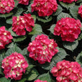 Pink to Deep Red Hydrangea Flower Plant Live 4" Pot, Hydrangea Shrub Flower Plants for Outdoor or Indoor Planting, Change Color Perennial Plant