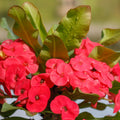 Red Crown of Thorns Plants Live, Crown of Thorns Live Plant, Euphorbia Milii Plants, 4 Inc Potted
