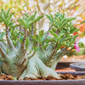 Pink Desert Rose Live Plant, Succulent Cactus Plant, Adenium Desert Rose Plant Live, Colorful Bonsai Tree, 4 to 8 Inches Tall