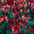 Yellow Pink Honeysuckle Bush Climbing, Honeysuckle Plant Live Vine, Fragrant Lonicera Perennial Bushes Shrubs Potted