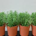 06 Rosemary Plants Live for Indoors, Fragrant Herbs Live Plant Indoor Outdoor Spring Planting, 4-8" in Tall, No Pot, (Fast-Growing Rosemary)