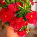 Set 2 Red Mandevilla Live Plant Vine, Mandevilla Plant, 4-6 Inches Tall, Climbing Shrubs for Trellis and Outdoor Garden