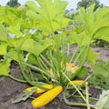 2 Zucchini Plants Seedlings, 4 Inches Pot, Live Squash Plants from 3 to 5 Inches Tall, Live Squash Zucchini Outdoor