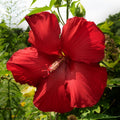 2 Red Hibiscus Plants Live 5-9" in Tall, Hardy Hibiscus Tree Live Plant Year-Round Blooming, No Pot, Outdoor Perennial Planting