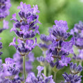 Pink Purple Lavender Herb Live Plants, French Lavender Well Rooted Plugs, Perennial Flowers 3-6 Inc Tall
