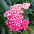 Yarrow Plant, Deep Rose Yarrow Plants Live, 5 to 7 Inc Tall Garden Indoor Outdoor