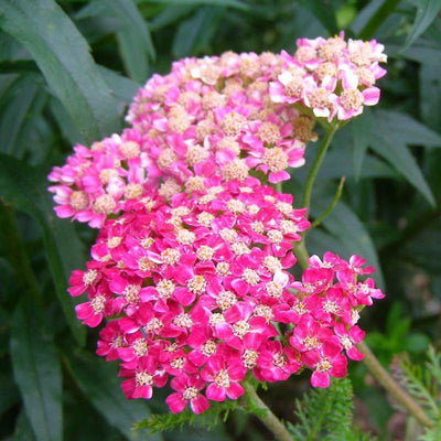 Yarrow Plant, Deep Rose Yarrow Plants Live, 5 to 7 Inc Tall Garden Indoor Outdoor