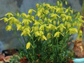 Frizzle Sizzle Albuca Plant Live in 3 Inc Pot, Albuca Live Plant Rare Succulent Plant Curly Grass Ready to Grow