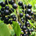 Consort Black Currant Plant Live Well Rooted 5-9" Tall, Edible Black Currant Bush Live Plant, Zones 4 to 8, Currant Berries