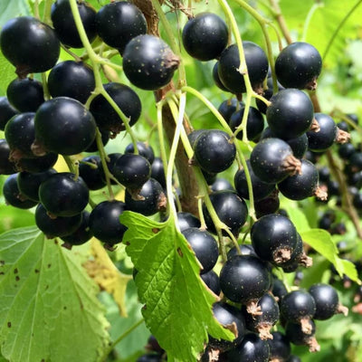 Consort Black Currant Plant Live Well Rooted 5-9" Tall, Edible Black Currant Bush Live Plant, Zones 4 to 8, Currant Berries