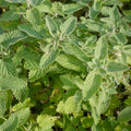 Set 3 Live Catnip Plants, 4-6 Inch Tall Starter Herbs, No Pot, Catnip Plant in Soil for Planting, Easy to Grow Indoor Outdoor Herb Garden Plant