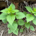 3 Stinging Nettle Plants Live Herb Bareroot for Planting, 3 Well-Rooted Plants