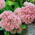 Autumn Sedum Plant Live, Quart Pot, Sucullent Plant Live Indoor Outdoor, Sedum Flower Live Plant from 4 to 6 Inc Tall