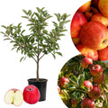 Live Honeycrisp Apple Tree, 2-3ft Tall