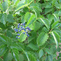 Blue Arrowwood Viburnum Live Plant, Hardy Viburnum Arrowwood Live Plant in 4 Inch Pot, Viburnum Live Plant, Live Hardy Viburnum Plant, White Viburnum Flower Plant for Garden