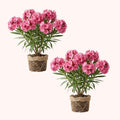 Set 2 Pink Oleander Plant, 4-8" Tall, Pink Oleander Flower Plants Live Starter, Flower Plant for Outdoor Garden and Landscape Planting