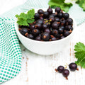 Consort Currant Plant Live Well Rooted 5-9 Inch Tall, Black Currant Bush Live Plant, Currant Berries