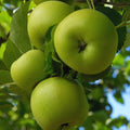 Green Apple Tree Live Plant, Starter Fruit Tree, 2-3 Ft Tall