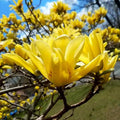 Yellow Magnolia Tree Live Plant, Magnolia Plant Live 6 to 12 Inches Tall, in 2.5 Inches Pot, Yellow Magnolia Bush Fragrant Magnolia Flowers