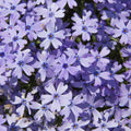 Light Lilac Creeping Phlox Plant in Quart Pot, 3-6" Live Garden Phlox Plants, Pink Blooms, Perennial Groundcover