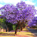 Purple Blue Jacaranda Tree Live Plant Potted, 8 Months Old Jacaranda Mimosifolia Plants for Outdoor Planting, 8 to 10 Inc Tall from Bottom Pot, Well Rooted Seedling