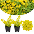 Creeping Jenny Plant Live, Golden Creeping Jenny Starter Plant in Plug, 1-3 Inc Tall, Vibrant Foliage, Indoor Outdoor Growing