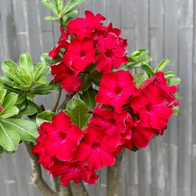 Red Desert Rose Plant Live, Adenium Desert Rose Flowers, Perennial Flowers Succulent Plant, Vibrant Bloom, 4 to 7 Inch Tall, Well Rooted