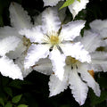 Blue White Clematis Vine Live Plant Clematis Flower Perennial Starter Plant in 2.5 Inches Pot