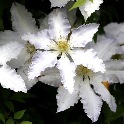 Blue White Clematis Vine Live Plant Clematis Flower Perennial Starter Plant in 2.5 Inches Pot