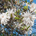 Star Magnolia Tree Live Plant, White Magnolia Shrub Tree Live Plant in 2.5" Pot, 6-12 Inches Tall