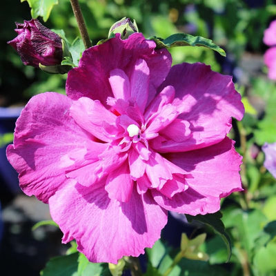 Magenta Rose of Sharon Plant Live 4 Inch Container, Hardy Hibiscus Plant Live for Planting, Althea Hibiscus Syriacus Flowers
