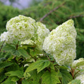 Hydrangea Plant Live for Planting, 7-12" Tall, Hydrangea Tree Live Plant in Pot, Hydrangea Flowers (White Hydrangea)