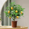 Sets 2 Meyer Lemon Tree Live Plant Potted, 1-2" Starter Yellow Lemon Lime Tree, Fragrant Indoor Outdoor Spring Planting