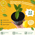 Starter Meyer Lemon Trees Live Plants in 4" Pot, 1 to 2 Inch Tall, Hardy Citrus Tropical Fruit, Yellow Lemon Lime Like