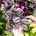 Wandering Jew Plant Live, Purple Tradescantia Zebrina in 2-Inch Pot, Colorful Trailing Indoor Houseplant, Tradescantia Vine