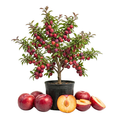 Red Plum Tree Plant Live, 2-3 Ft Tall