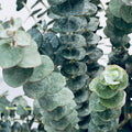 Live Eucalyptus Plant, Baby Blue Eucalyptus Live Plant, Eucalyptus Plant Live, Live Eucalyptus Tree, Live Eucalyptus Plant Indoor, Starter Size 4 to 8 Inc Tall
