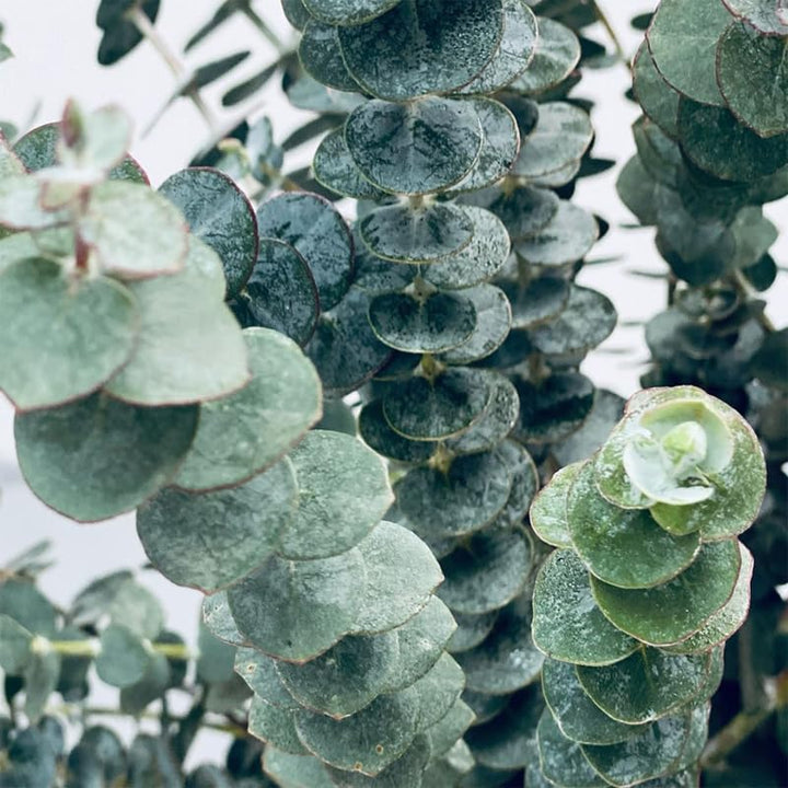 Live Eucalyptus Plant, Baby Blue Eucalyptus Live Plant, Eucalyptus Plant Live, Live Eucalyptus Tree, Live Eucalyptus Plant Indoor, Starter Size 4 to 8 Inc Tall