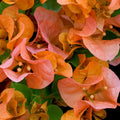 6"-10" Orange Bougainvillea Plant Live for Planting