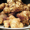 5 Large Jerusalem Artichokes Tubers for Planting, Fresh Sunchokes Sunroots, Hardy Edible Perennial Roots for Outdoor Vegetable Garden