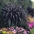 2 Black Fountain Grass Plants, 4-9 Inch Tall Perennial Grass Clumps for Outdoor Growing, Ornamental Grasses Plants