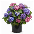 Deep Purple Blue to Red Pink Flower Hydrangea Plant Live 4" Pot, Hydrangea Shrub Flower Plants for Outdoor or Indoor Planting, Change Color Perennial Plant