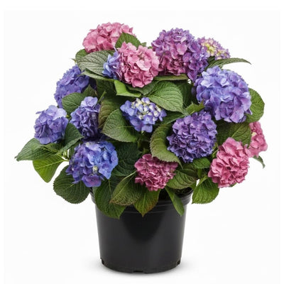 Deep Purple Blue to Red Pink Flower Hydrangea Plant Live 4" Pot, Hydrangea Shrub Flower Plants for Outdoor or Indoor Planting, Change Color Perennial Plant