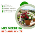 Set 2 Mix Verbena Plants Live, Verbena Plants, 4-8 Inc Tall, Long Blooming Ground Cover Flowers, Ideal for Patio and Outdoor Garden