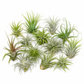 20 Assorted Live Air Plants Tillandsia Variety Pack, Easy Care Indoor House Plants for Home Decor and Terrariums