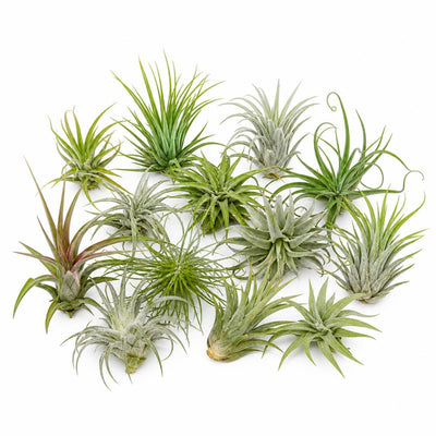 20 Assorted Live Air Plants Tillandsia Variety Pack, Easy Care Indoor House Plants for Home Decor and Terrariums