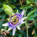 White Passion Flower Plant, Passion Flower Vine Perennial for Outdoor Garden, 4 Inc Pot