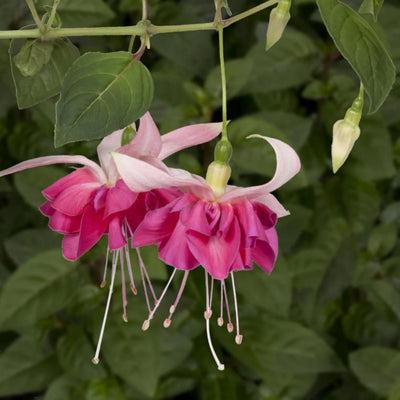 Pack 2 Fuchsia Plants Live, Vibrant Fuchsias Hanging Flowering Plant 3-5 Inches, Gardens, Patios, and Indoor Growing (Rose Color Flowers)