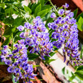 Pack 3 Purple Wisteria Live Plants, 6 to 12 Inches Tall, in Pot, Wisteria Vine Live Plants for Planting, Fragrant Wisteria Flowers