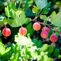 Sweet Gooseberry Plant Live, Gooseberry Bush Live Plant 5 to 9 Inch Tall, Gooseberry Fruit Tree